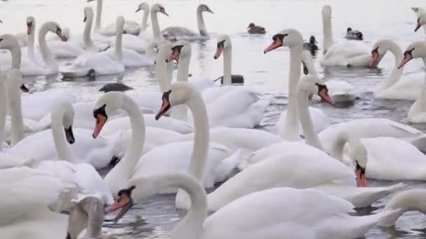 Una Gran Bandada Cisnes Agua Aves Migratorias Silvestres — Vídeos de Stock
