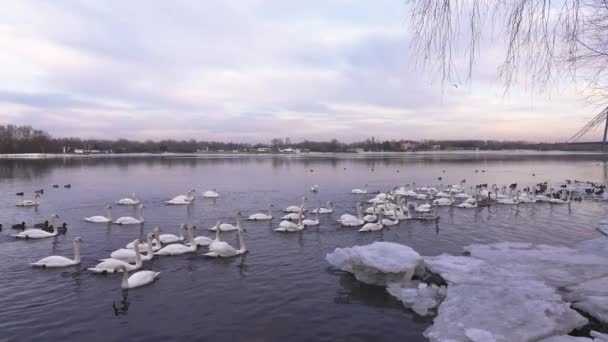 Grande Rebanho Cisnes Brancos Rio Dnipro Kiev — Vídeo de Stock