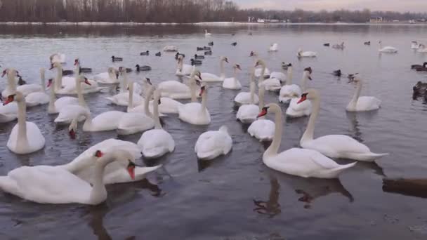 Kış Nehrinde Büyük Beyaz Kuğu Sürüsü — Stok video