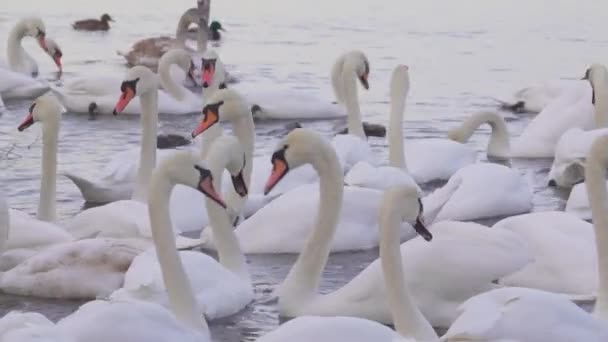 Bando Cisnes Brancos Com Gps Flutuar Rio Aves Migratórias Inverno — Vídeo de Stock
