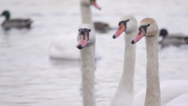 Cabezas Cisne Con Cuellos Largos Cerca — Vídeos de Stock