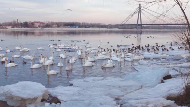 Kyiv Deki Donmuş Dnipro Nehrindeki Vahşi Kuş Sürüleri Kuğular Ördekler — Stok video