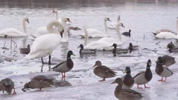 Wasservögel Auf Dem Zugefrorenen Fluss Weiße Schwäne Und Wildenten — Stockvideo
