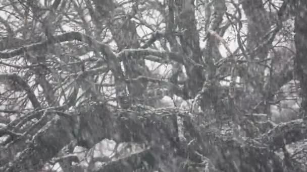 Сильный Снегопад Ветвями Деревьев Заднем Плане Прогноз Погоды Снег — стоковое видео