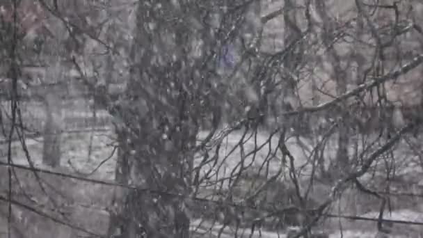 Zware Sneeuwval Met Bomen Achtergrond Slechte Weersvoorspelling — Stockvideo
