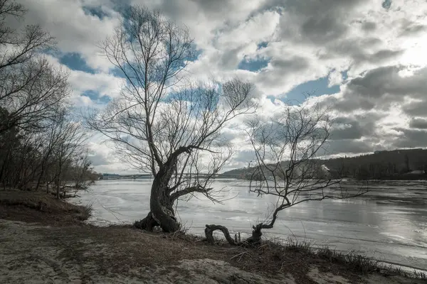 Funny trees on the frozen riverbank in early spring. Comic nature