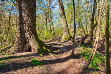 Taze yeşil yaprakları ve çimenleri olan güneşli bahar ormanı