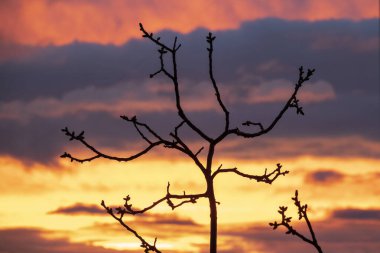 Yanan günbatımı gökyüzüne karşı çıplak ağaç silueti