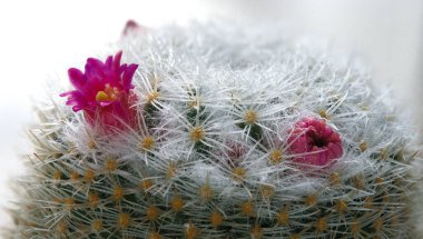 Mammillaria kaktüsünün pembe çiçekleri çiçek açarken dikenlerin beyaz arka planında