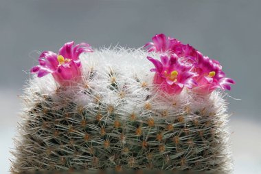 Mammillaria kaktüsünün pembe çiçekleri çiçek açarken dikenlerin beyaz arka planında