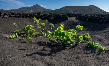 Wine growing area in La Geria, Lanzarote, Canary Islands, Spain