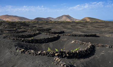 Wine growing area in La Geria, Lanzarote, Canary Islands, Spain