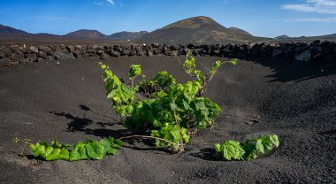 Wine growing area in La Geria, Lanzarote, Canary Islands, Spain