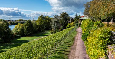 Aschaffenburg, Bavyera, Almanya 'daki Pompejanum' daki üzüm bağları ve şehir duvarı