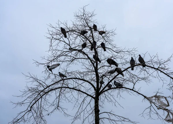 Gathering Pigeons Potsdamer Platz Berlin Germany — Stock Photo, Image