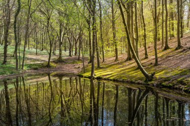 Gen, Rgen Adası yakınlarındaki orman ve yürüyüş alanı, Mecklenburg-Batı Pomerania, Almanya
