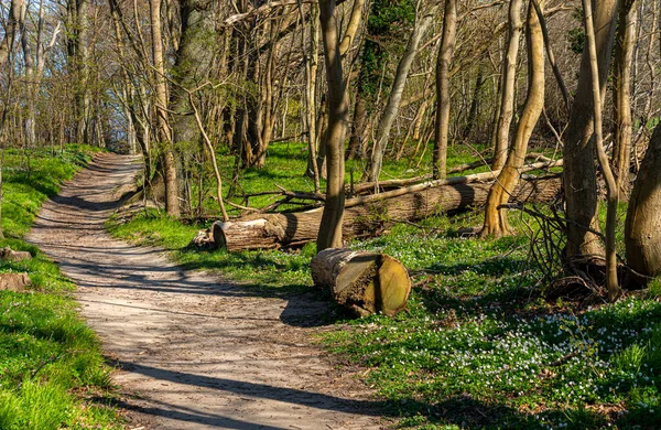 Gen Rgen Adası Yakınlarındaki Orman Yürüyüş Alanı Mecklenburg Batı Pomerania — Stok fotoğraf