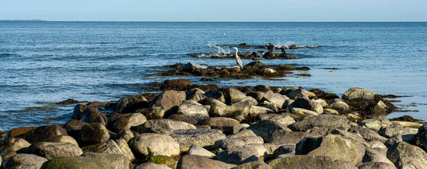 Kıyı manzarası, Ruegen Adası, Mecklenburg-Batı Pomerania, Almanya