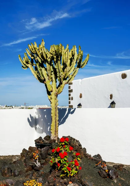 Cactus Jardín Rocas Lanzarote Islas Canarias España — Foto de Stock