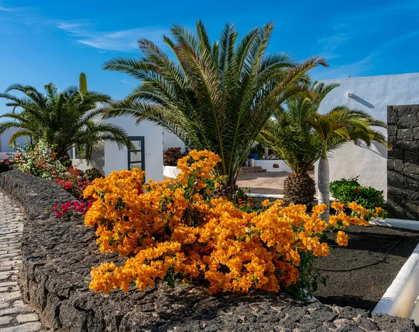 Yellow Bougainvillea Palm Trees Lanzarote Canary Islands Spain — Stock Photo, Image