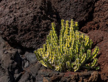 Jardin de Cactus, Cesar Manrique, Lanzarote, Kanarya Adaları, İspanya