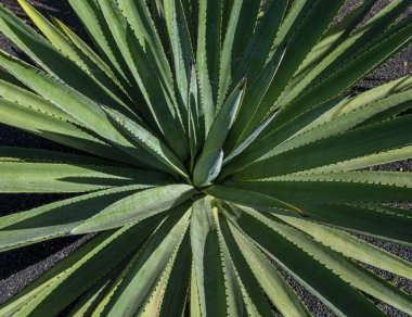 Jardin de Cactus, Cesar Manrique, Lanzarote, Kanarya Adaları, İspanya