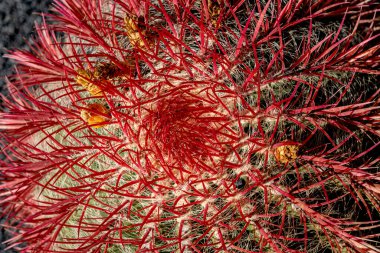 Jardin de Cactus, Cesar Manrique, Lanzarote, Kanarya Adaları, İspanya