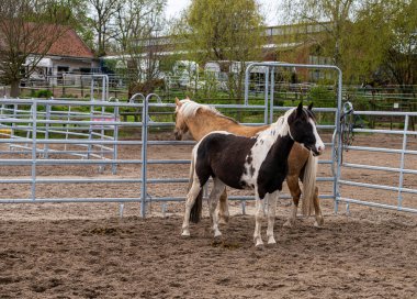 Berlin 'in kuzeyindeki otlaklarda atlar, Berlin-Lbar, Berlin, Almanya