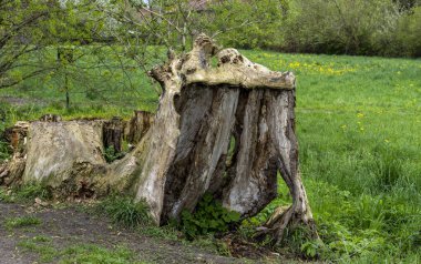 Berlin 'in kuzeyindeki tarlalar ve tarlalar, Berlin Lbarları, Berlin, Almanya