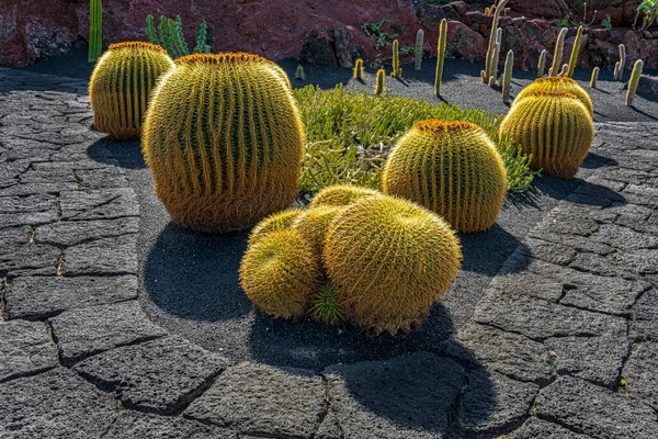 Jardin Cactus Cesar Manrique Lanzarote Kanarya Adaları Spanya — Stok fotoğraf