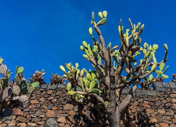 Jardin Cactus Cesar Manrique Lanzarote Kanarya Adaları Spanya — Stok fotoğraf