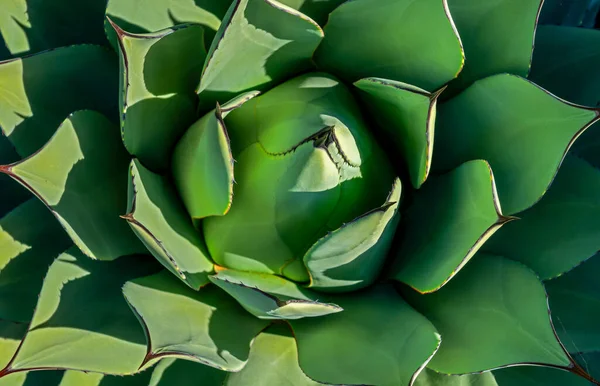 西班牙加那利群岛兰萨罗特岛塞萨尔曼里克Jardin Cactus的Succulents — 图库照片