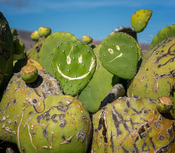Suculentas Jardin Cactus Cesar Manrique Lanzarote Ilhas Canárias Espanha — Fotografia de Stock