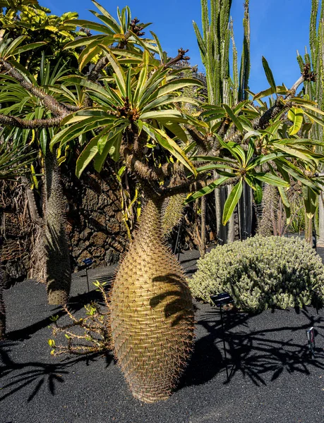 Suculentas Jardín Cactus Cesar Manrique Lanzarote Islas Canarias España — Foto de Stock