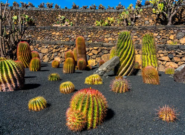 Sukulenty Jardin Cactus Cesar Manrique Lanzarote Kanárské Ostrovy Španělsko — Stock fotografie