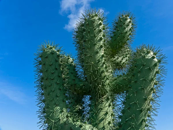 Suculentas Jardin Cactus Cesar Manrique Lanzarote Ilhas Canárias Espanha — Fotografia de Stock