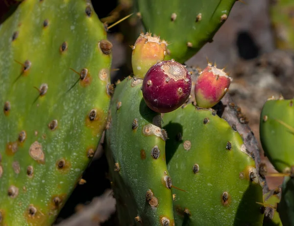 Sukulenty Jardin Cactus Cesar Manrique Lanzarote Kanárské Ostrovy Španělsko — Stock fotografie