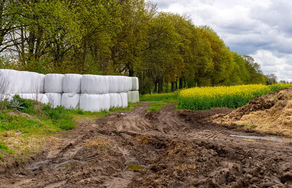 Hay Bales Dung Heaps Agricultural Field Berlin Germany — Stock Photo, Image