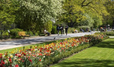 Parktaki bir yatakta sarı ve mor laleler, Berlin, Almanya