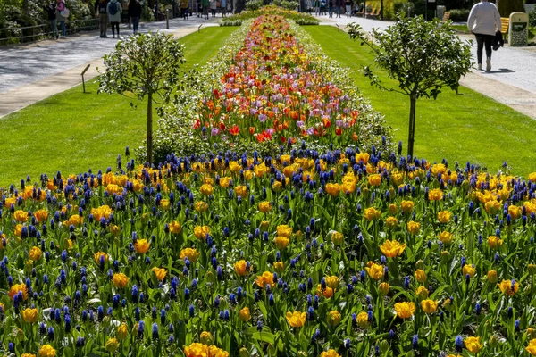 Dekoracyjne Łóżka Tulipanami Ogrodzie Zoologicznym Berlin Niemcy — Zdjęcie stockowe