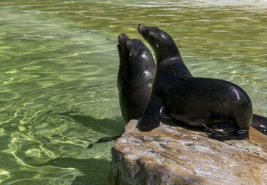 Kaliforniya deniz aslanı Zalophus californianus, Hayvanat Bahçesi Berlin, Almanya