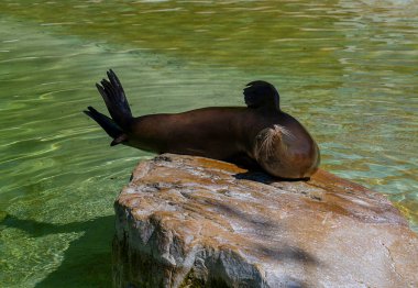 Kaliforniya deniz aslanı Zalophus californianus, Hayvanat Bahçesi Berlin, Almanya