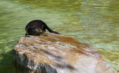 Kaliforniya deniz aslanı Zalophus californianus, Hayvanat Bahçesi Berlin, Almanya