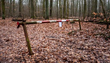 Dahme Gölü manzarasındaki orman alanı, Knigs-Wusterhausen, Brandenburg, Almanya