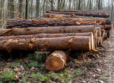 Ormandaki detaylı fotoğraf, orman ve açıklık, Berlin, Almanya