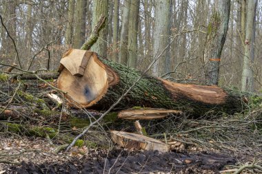 Ormandaki detaylı fotoğraf, orman ve açıklık, Berlin, Almanya