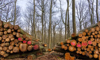 Ormandaki detaylı fotoğraf, orman ve açıklık, Berlin, Almanya