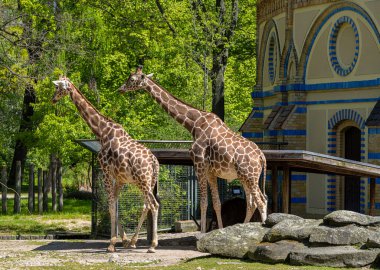 Masai zürafası, zürafa c. Tippelskirchi, Zooloji Bahçesi, Berlin, Almanya