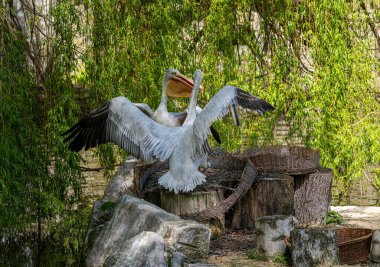 Dalmatian Pelican (Pelecanus crispus) and Great White Pelican, Zoological Garden, Berlin, Germany clipart