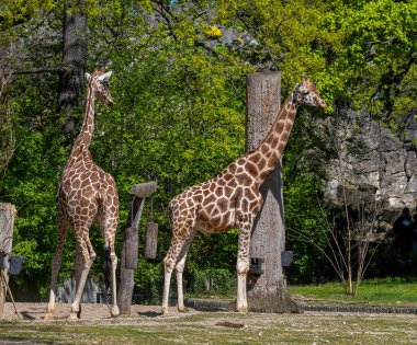 Masai zürafası, zürafa c. Tippelskirchi, Zooloji Bahçesi, Berlin, Almanya